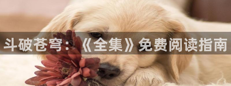 新奇漫屋：斗破苍穹：《全集》免费阅读指南